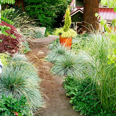 Grassy path for sun or shade