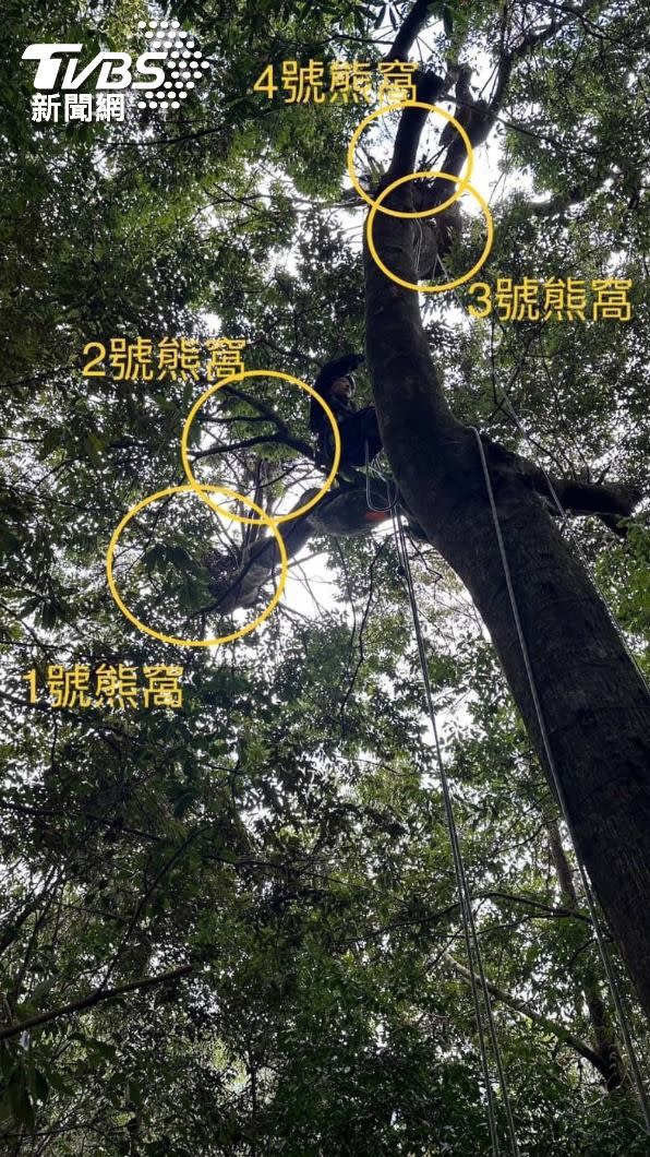 大雪山發現4個熊窩，築於25公尺高青剛櫟樹上。(照片台中林業署提供)