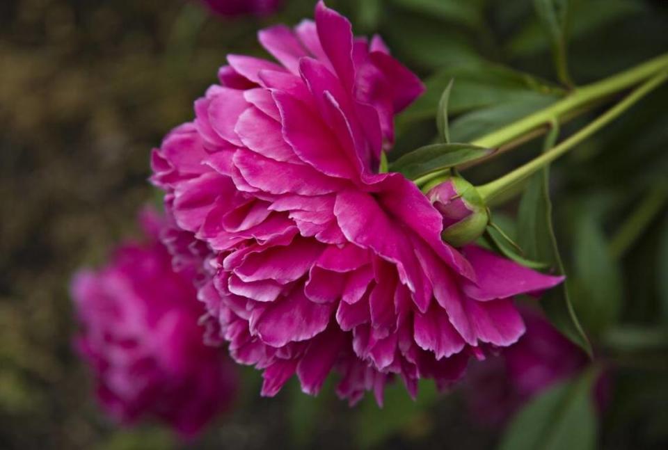 Peonies are best transplanted in the fall.