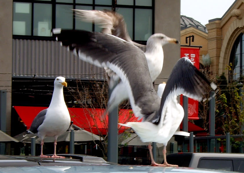 海鷗為都市常見的動物，能見到它們翻找垃圾桶、搶奪民眾手上的食物。（Photo by Steve on Flickr under C.C. License）