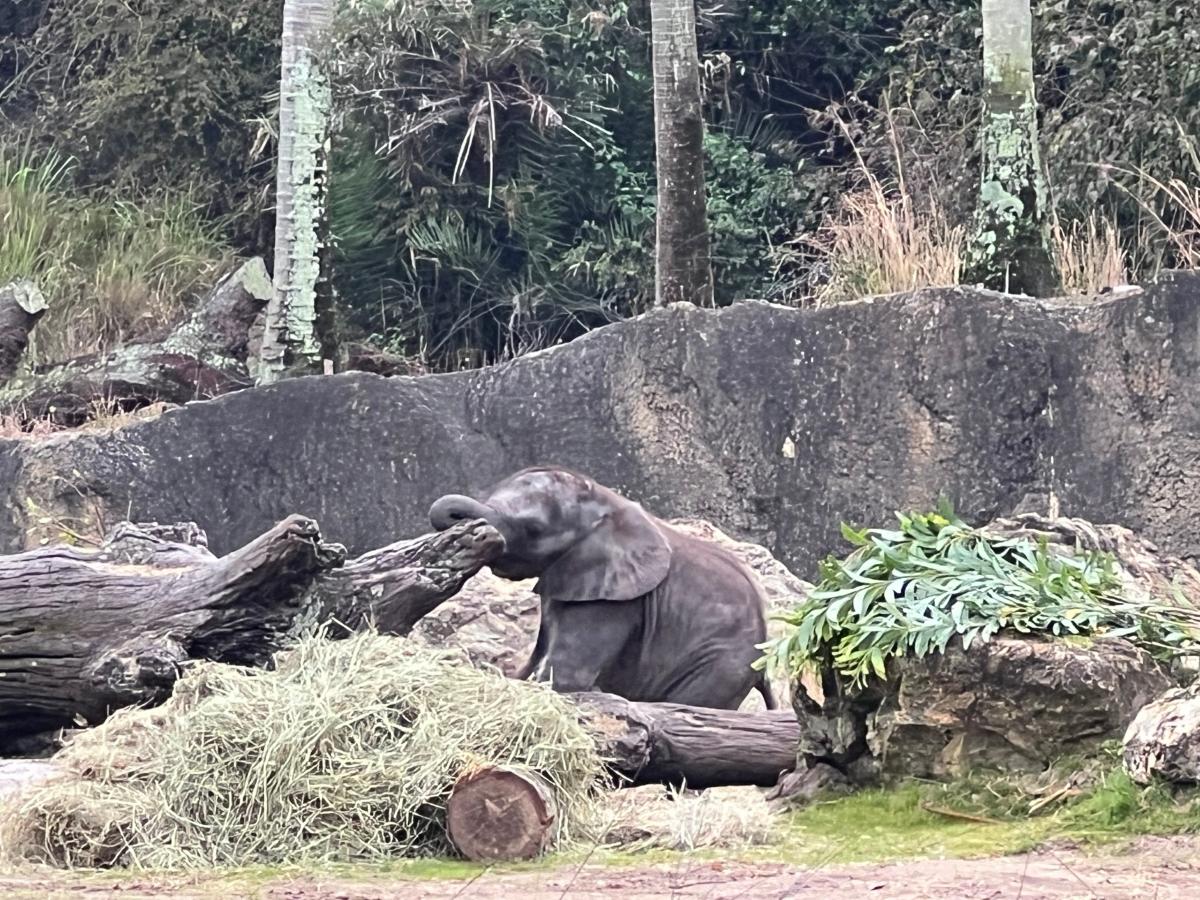 Disney World's New Baby Elephant Makes Her Debut at Animal Kingdom Park