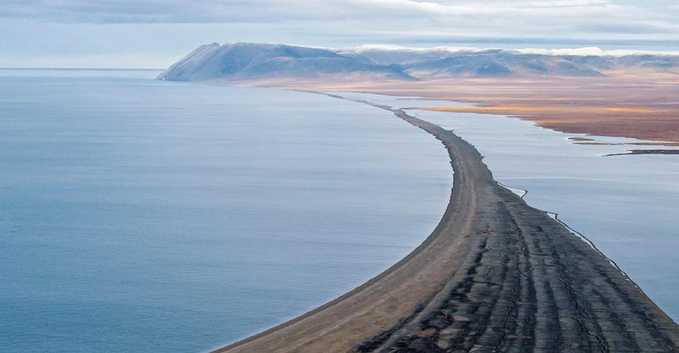 Hace cuatro milenios, la isla Wrangel era un refugio helado, la última nevera donde vagaban los mamuts lanudos, que sobrevivieron mucho después de que sus congéneres desaparecieran del continente. Este es un colmillo de mamut encontrado en la región.