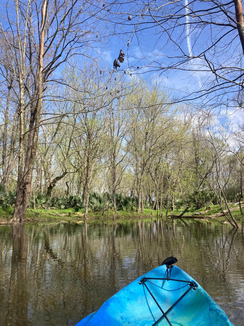 A look at the kayaking path along the Savannah River on Stallings Island.