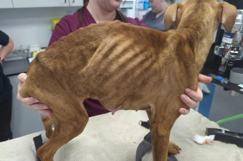 Staffordshire bull terrier Coco was described as emaciated by vets