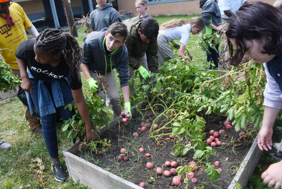 Sixth-graders at Rapides Academy for Advanced Academics harvest red potatoes that they planted in February. "The kids are really excited to be able to plant everything and watch it grow," said Jessica Smith, teacher and garden sponsor. "And they've actually got to eat everything we've planted and grown."