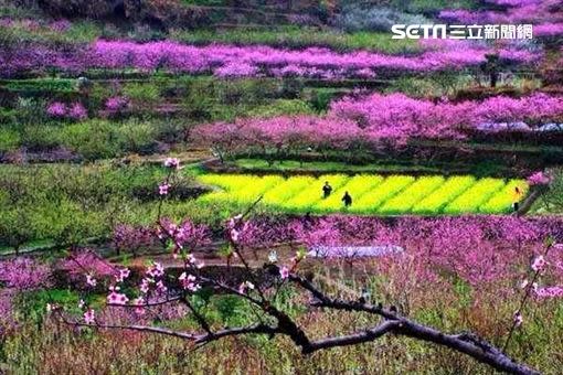 過去桃花盛開時，九峰鎮風景相當美麗。（圖／李承中提供）