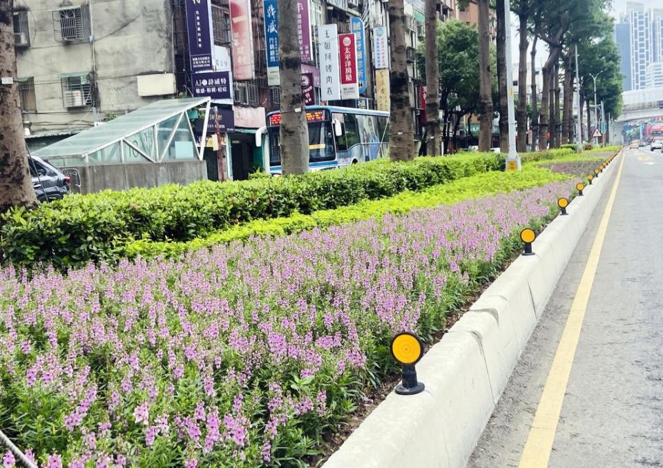 新北市板橋文化路中央分隔島、槽化島綠美學工程近日完成，植栽白色、粉色、紫色天使花交錯營造複層次綠廊，提升市容及視覺景觀。（記者吳瀛洲攝）