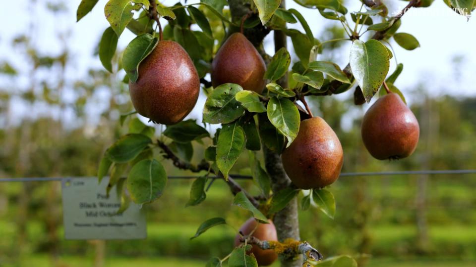 woman holding basket of pears