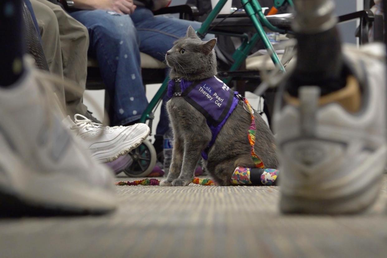 This image taken from video shows cat Lola-Pearl looking up at attendees during a Amputees Coming Together Informing Others' Needs meeting in Troy, Ohio. Saved by specialists in Iowa who amputated her twisted left hind leg, she's now a companion cat to an amputee.