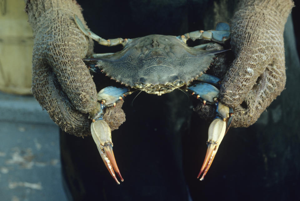 Die Blaukrabbe richtet in Italien große Schäden an. (Bild: Getty Images)