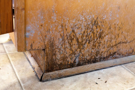 Mold is shown in the house of a Marine and his family whose home suffered severe damage post-Hurricane Florence at Marine Corps Base Camp Lejeune, North Carolina, U.S., September 27, 2018. REUTERS/Andrea Januta