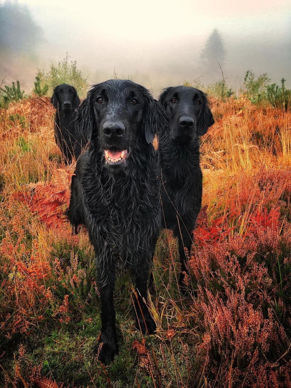 <strong>First Place</strong><br />"Glenturret Autumn Gold"<br />Crew, Darcie, Pagan (Glenturret); flat-coated retrievers; U.K.