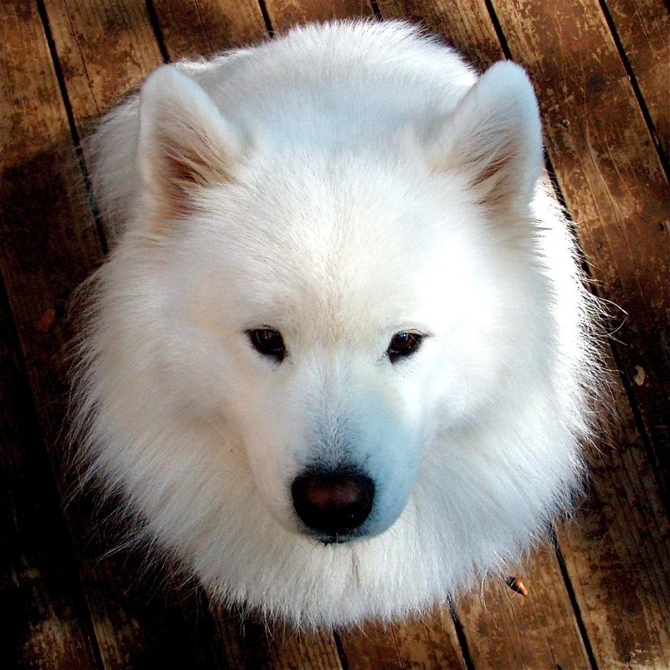 Samoyed dog like this one named "Cloudy" was allegedly set on fire by her owner in Bristol Township in May 2023.