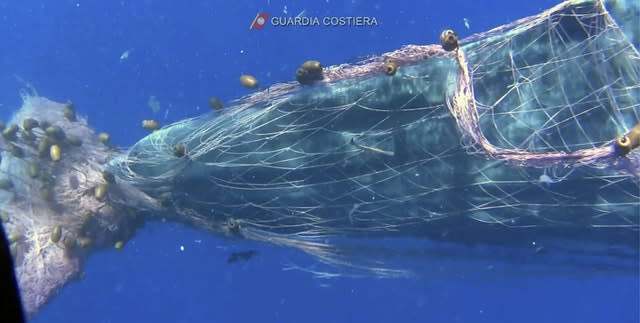 The whale trapped in a fishnet in the waters near the Aeolian islands 