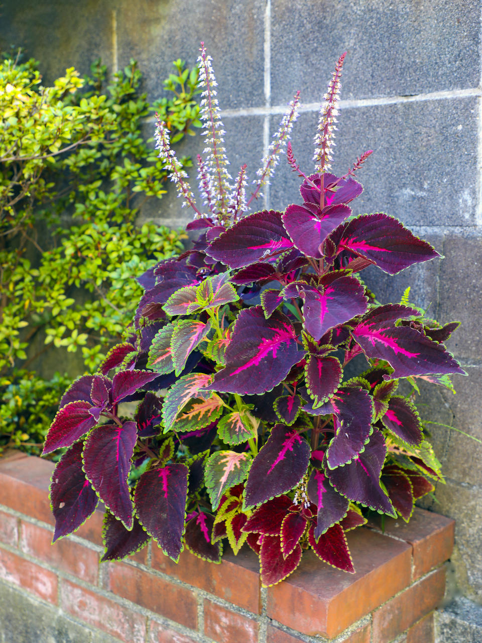 A coleus plant in a brick planter