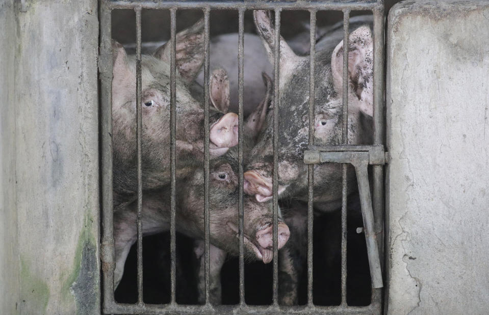 Pigs with faces covered in volcanic ash look out from their pen as they are left by their owners at a village beside Taal volcano where residents have evacuated to safer ground in Agoncillo, Batangas province, southern Philippines on Saturday Jan. 18, 2020. The Taal volcano near the Philippine capital emitted more ash clouds Saturday, posing the threat of another eruption. (AP Photo/Aaron Favila)