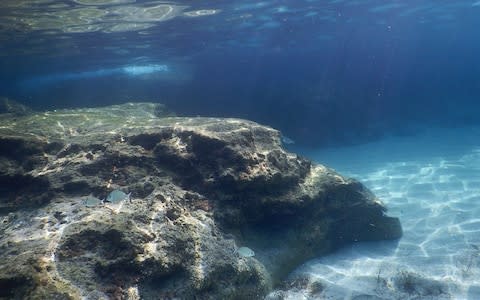 underwater fish telegraph - Credit: Telegraph