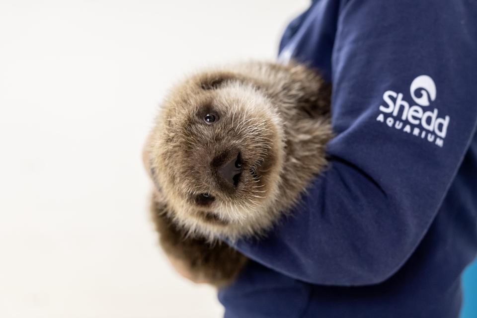 An orphaned sea otter found alone and malnourished in a remote town in Alaska has been adopted by Chicago's Shedd Aquarium, one of the only a few facilities in the United States with resources to care for rescued otters.