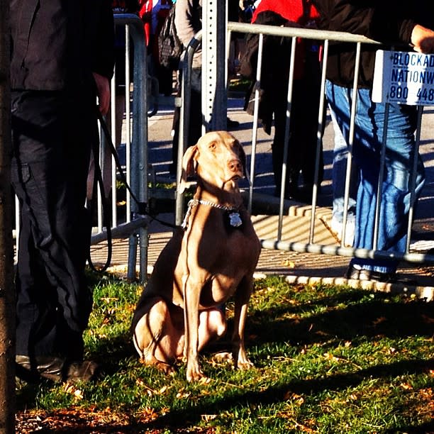 Dog with a badge (Cuyahoga Falls OH) - <a href="https://twitter.com/hollybdc" rel="nofollow noopener" target="_blank" data-ylk="slk:@hollybdc;elm:context_link;itc:0;sec:content-canvas" class="link ">@hollybdc</a>, via Twitter