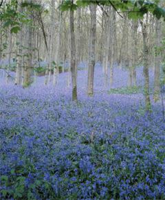 English Bluebells