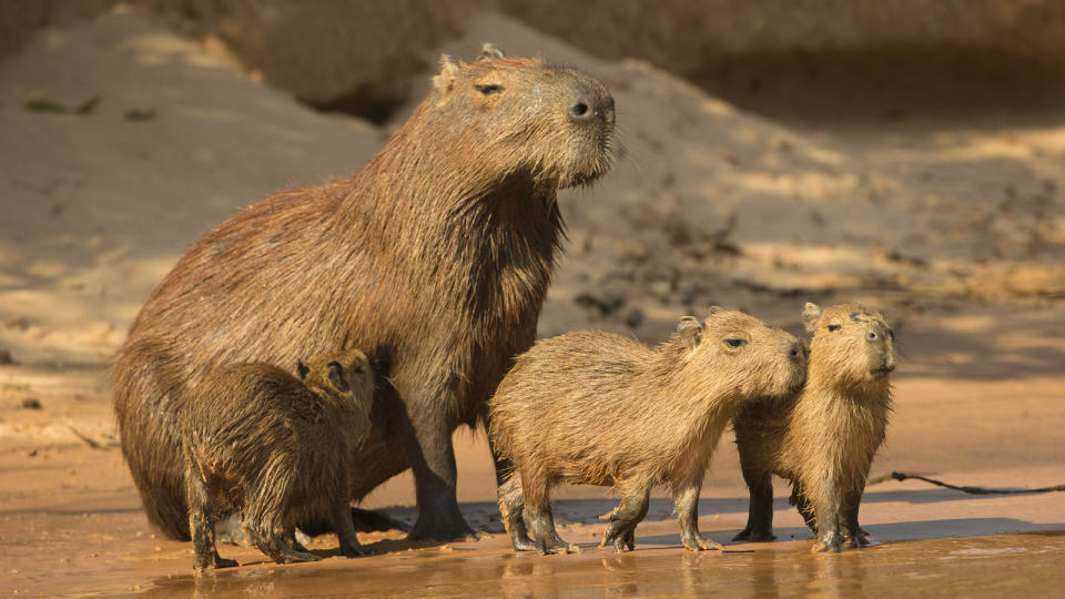 Capybaras