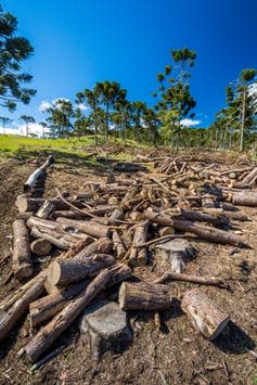 <span class="caption">Deforestation of Araucaria in the mountain fields of Santa Catarina State, Brazil.</span> <span class="attribution"><a class="link " href="https://www.shutterstock.com/image-photo/deforestation-mountain-fields-sao-jose-dos-1073664914" rel="nofollow noopener" target="_blank" data-ylk="slk:vitormarigo/Shutterstock;elm:context_link;itc:0;sec:content-canvas">vitormarigo/Shutterstock</a></span>