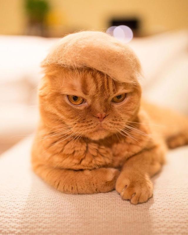 Cappelli di pelo di gatto: nuovo trend per i felini?