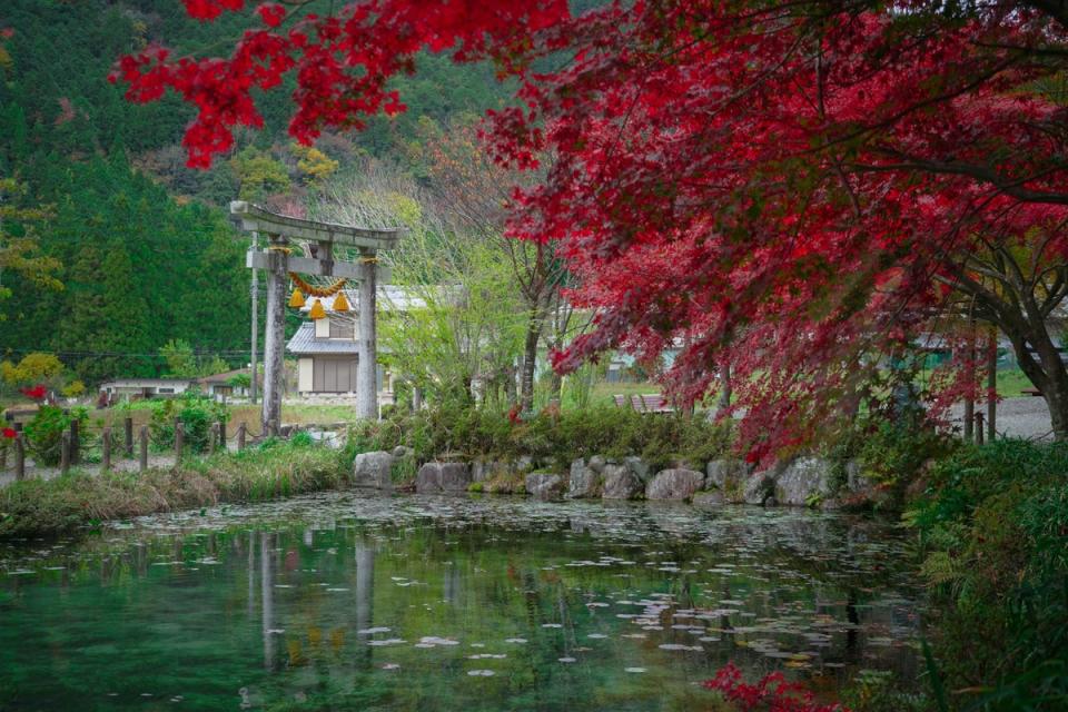 ‘Monet’s pond’ in Seki (Unsplash)