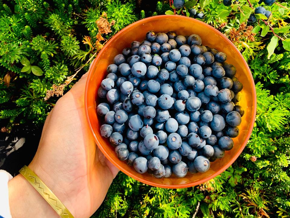 hand holding a bowl of foraged berries in canada