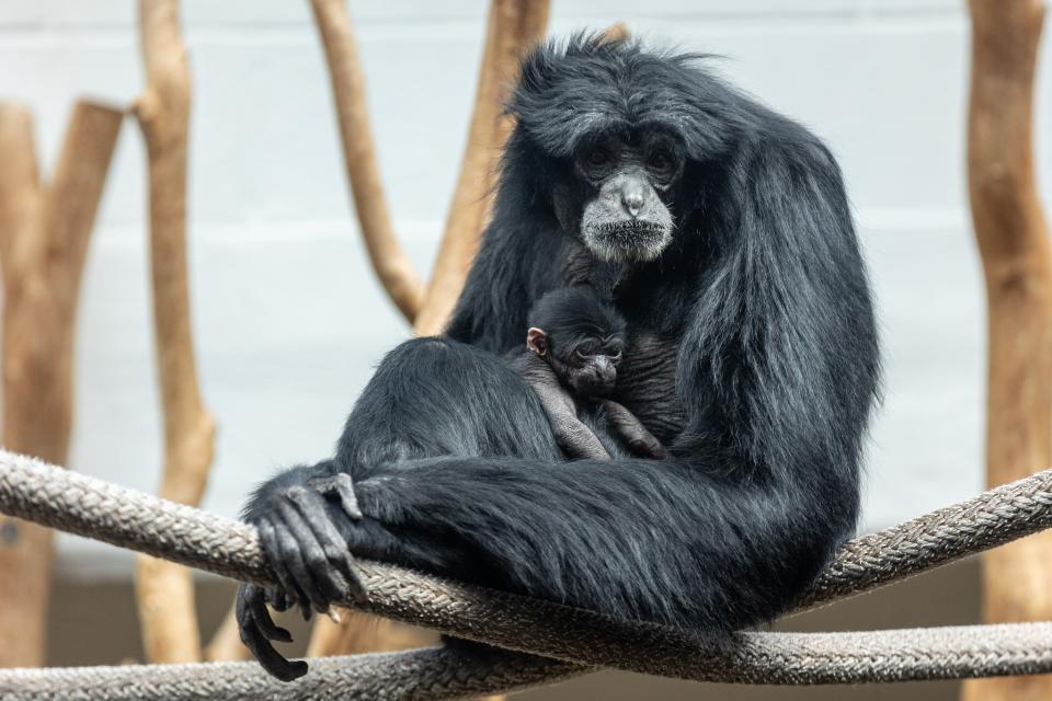 Malana and her new baby. Image via The Virginia Zoo/Facebook.