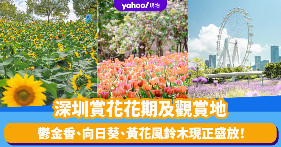 深圳賞花｜一文睇清各花花期及觀賞地 3月鬱金香、向日葵、黃花風鈴木 4月馬鞭草、泰國櫻花（持續更新）