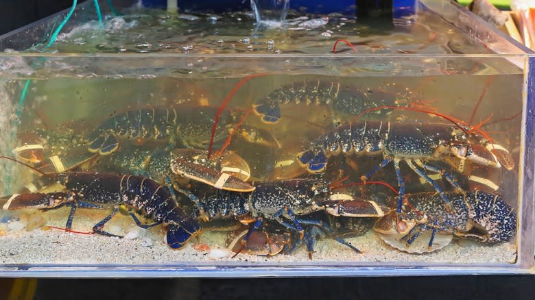 A tank full of live lobsters