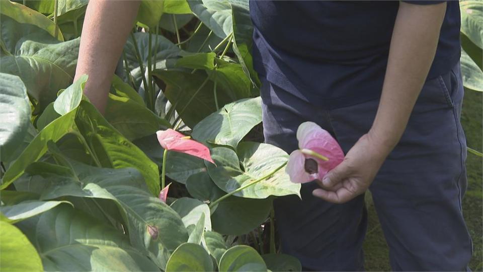 內門火鶴花延遲性寒害減產5成以上 農業局即起受理申報現金救助