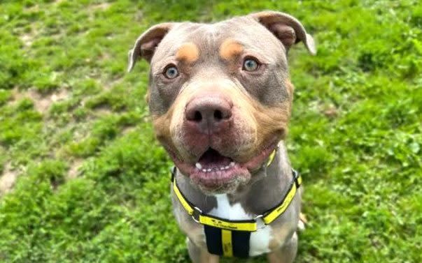 Why is the RSPCA defending the American Bully dog?