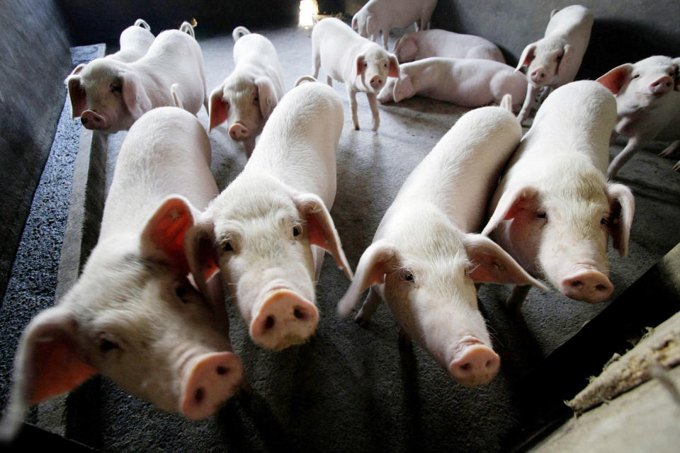 FILE - In this March 14, 2008, file photo, pigs are breed at a farm in the Longtan Village in Changzhou, China. Reeling from rising feed costs in Beijing’s tariff fight with U.S. President Donald Trump, Chinese pig farmers face a new blow from an outbreak of African swine fever that has sent an economic shockwave through the countryside. (AP Photo/Eugene Hoshiko, File)