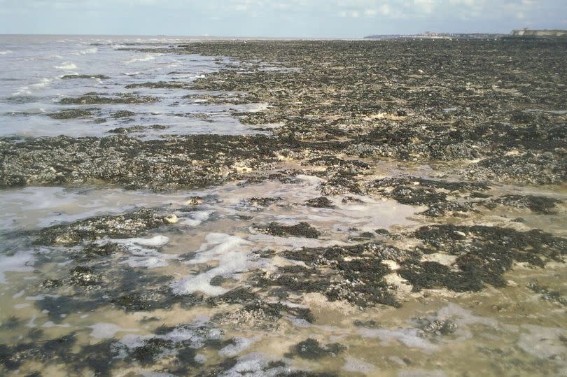 Minnis Bay is a great spot for rock pooling during low tide