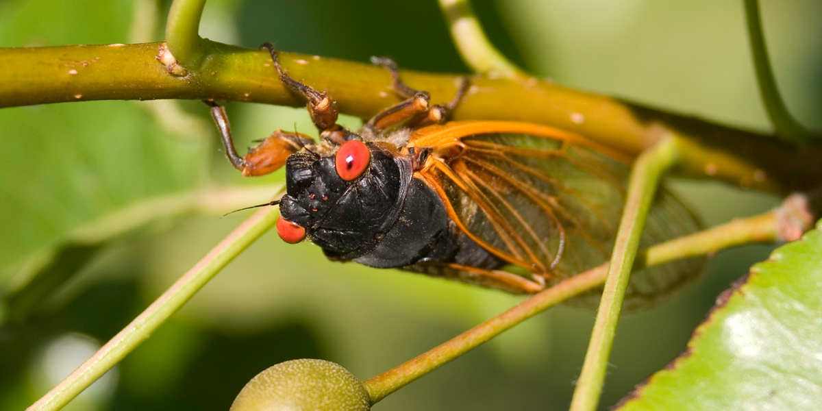 Millions of Cicadas From Brood X Will Soon Take Over the Eastern U.S.