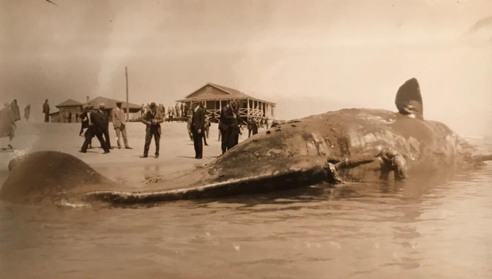 Men inspect the body of Trouble the whale on Wrightsville Beach in 1928.