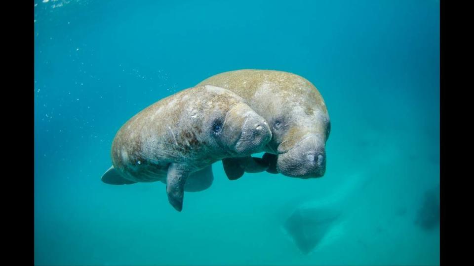 Antillean manatees, or Caribbean manatees, are a smaller subspecies of the West Indian, or Florida, manatees, pictured above as a mother and calf pair.