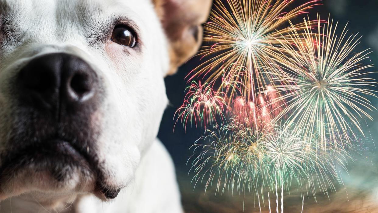  Dog and fireworks. 