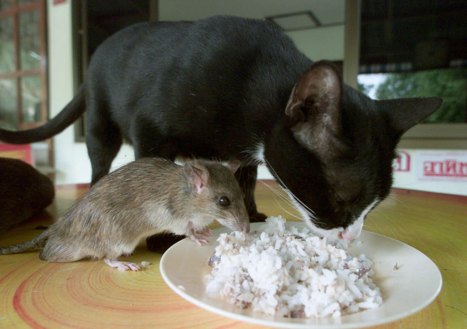 Una gata comparte un almuerzo con un ratón en Phichit, norte de Tailandia.