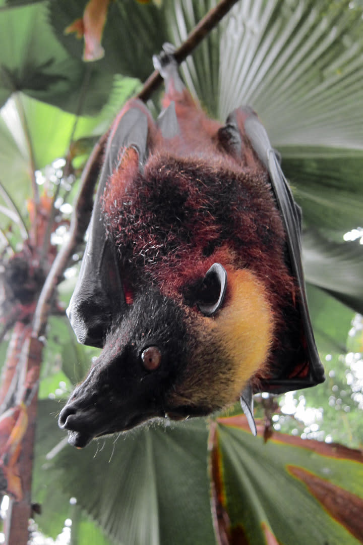 Primer plano de un murciélago de diadema filipino &lt;i&gt;Acerodon jubatus&lt;/i&gt; en el que se aprecia perfectamente la diferencia en la coloración de su frente. (Imagen CC tomada por Gregg Yan, vista en Wikipedia).