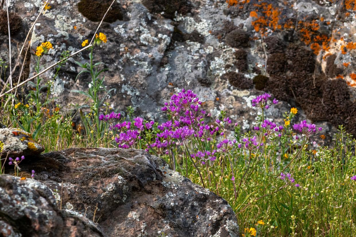 Some of the flowers on display at Sequoia Riverlands Trust Lewis Hill Preserve on Saturday, February 29, 2020.