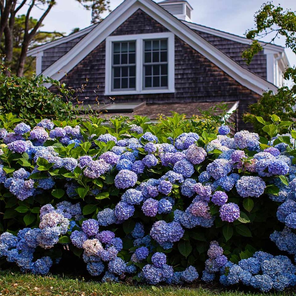 <p><a href="https://go.redirectingat.com?id=74968X1596630&url=https%3A%2F%2Fwww.fast-growing-trees.com%2Fproducts%2Fendless-summer-hydrangea%3F_pos%3D3%26_sid%3D4410b2e28%26_ss%3Dr%26variant%3D13940745732148&sref=https%3A%2F%2Fwww.veranda.com%2Foutdoor-garden%2Fg60760217%2Ffront-door-plants%2F" rel="nofollow noopener" target="_blank" data-ylk="slk:Shop Now;elm:context_link;itc:0;sec:content-canvas" class="link ">Shop Now</a></p><p>Hydrangea</p><p>fast-growing-trees.com</p><p>$29.95</p><span class="copyright">Fast Growing Trees</span>