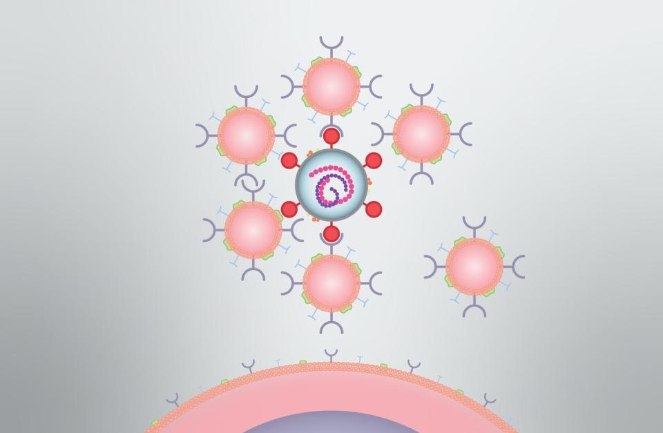 <span class="caption">In this illustration, six decoys surround a SARS-CoV-2 virus particle before it can reach a human cell.</span> <span class="attribution"><a class="link " href="https://drive.google.com/drive/folders/1sRBmpQwTTZzqsN3GRWSZwvDqDOSb-_vt" rel="nofollow noopener" target="_blank" data-ylk="slk:David Baillot, UC San Diego Jacobs School of Engineering;elm:context_link;itc:0;sec:content-canvas">David Baillot, UC San Diego Jacobs School of Engineering</a>, <a class="link " href="http://creativecommons.org/licenses/by-nd/4.0/" rel="nofollow noopener" target="_blank" data-ylk="slk:CC BY-ND;elm:context_link;itc:0;sec:content-canvas">CC BY-ND</a></span>