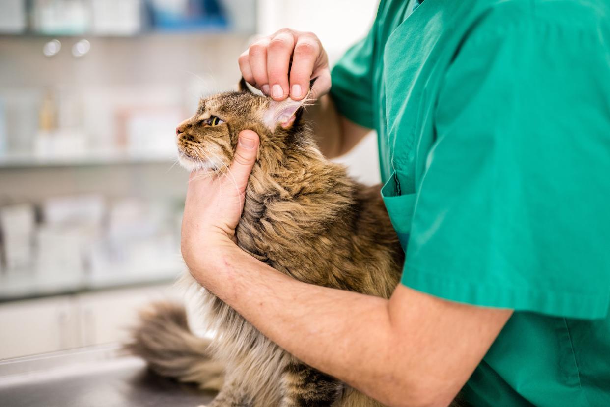 veterinarian examining cat's ear
