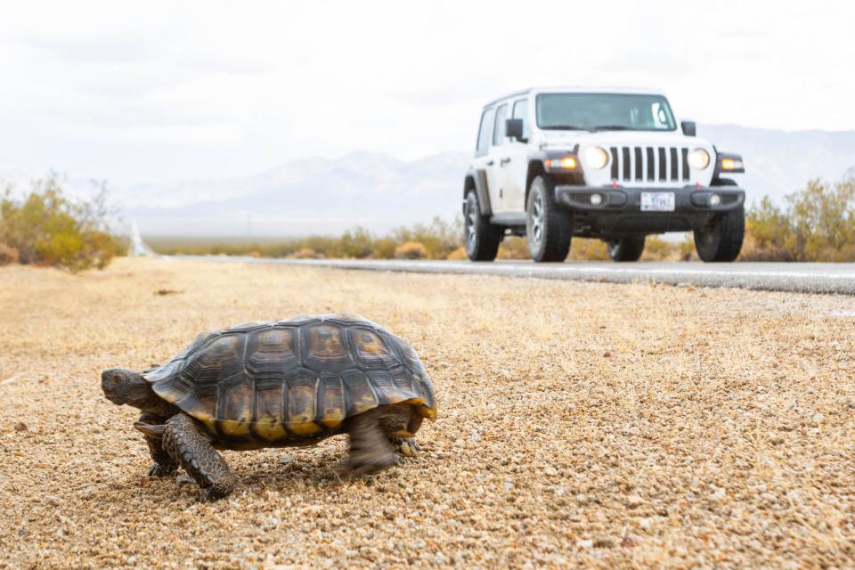 A tortoise walking away from the road just outside of the York Fire in the Mojave National Preserve on Tuesday, Aug. 1, 2023, in Nipton, Calif. The York Fire was partially contained by Tuesday morning after the blaze ignited Friday in a California wildland preserve and spread into Nevada. (AP Photo/Ty O'Neil)