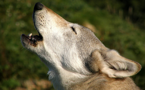 wolf howling