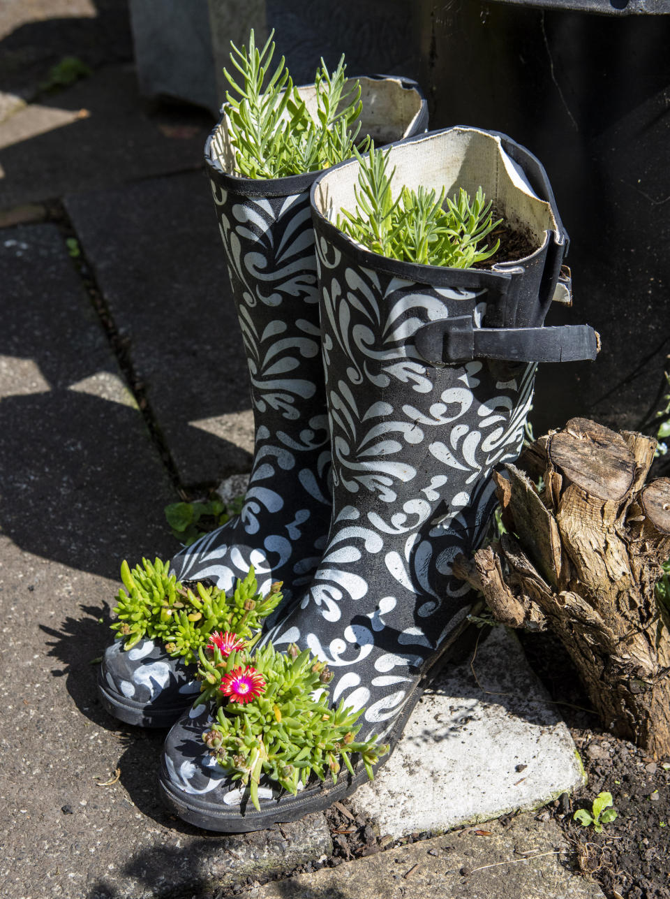 The grandma-of-four grew plants out of old boots. (SWNS)