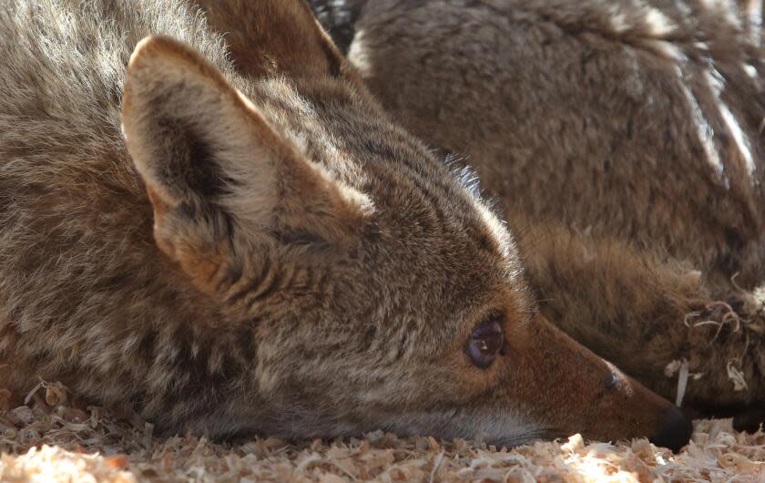 LOS OLIVOS, CA: April 3, 2016 - The female coyote known as Angel, rests in an enclosure at a wildlife rehabilitation center in Los Olivos. Angel was suffering from a gunshot wound to the head when she arrived at di Sieno's wildlife rehabilitation center near Solvang on a recent weekday. There, the coyote that was left blind and partially paralyzed by the wound, gave birth to four pups that di Sieno is now caring for. di Sieno is also trying to prevent state wildlife authorities from euthanizing the animals. (Katie Falkenberg / Los Angeles Times)